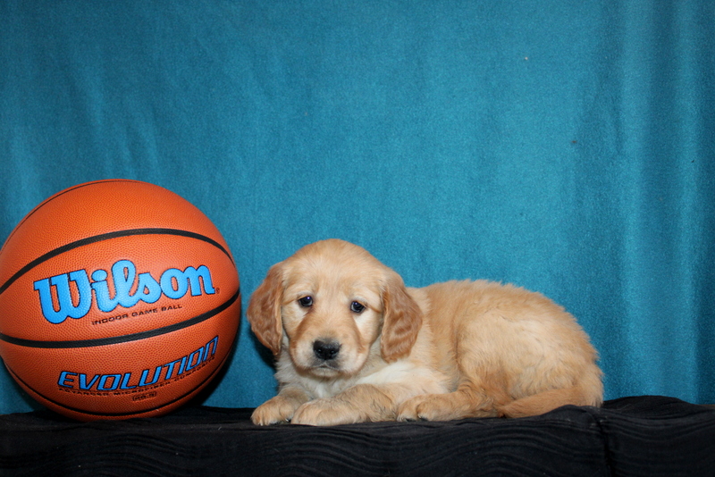 puppy, for, sale, Mini Goldendoodle , Matthew B. Stoltzfus, dog, breeder, Gap, PA, dog-breeder, puppy-for-sale, forsale, nearby, find, puppyfind, locator, puppylocator, aca